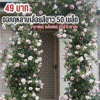 เมล็ดพันธุ์ ดอกกุหลาบเลื้อยสีขาว 50 เมล็ด