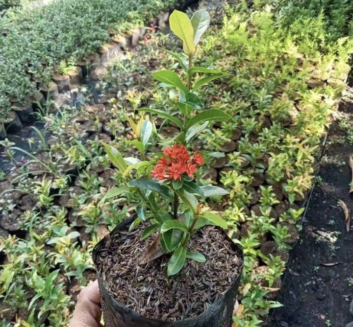 DWARF SANTAN PLANT VARIETIES | Lazada PH