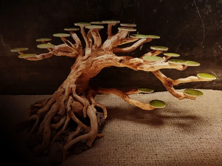 Bonsai aquascape beringin Lazada Indonesia