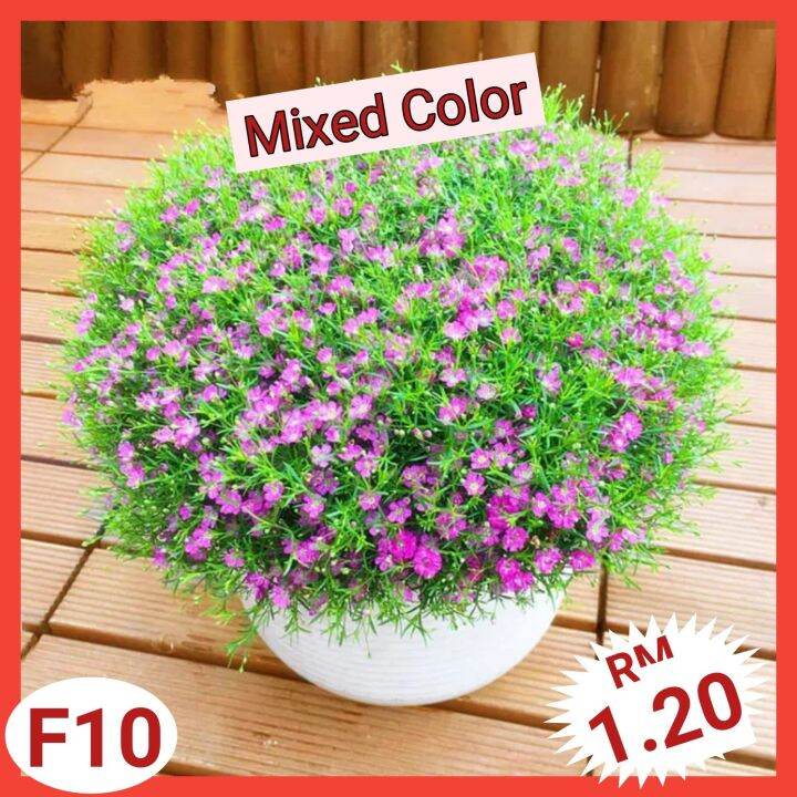 F10 Biji Benih Bunga Baby's Breath (100+/) （Warna Campur） Baby's