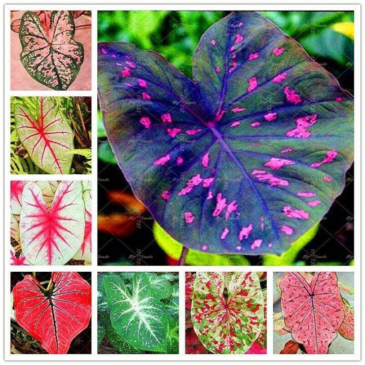 Coleus Assorted Mixed Perennial Plant Flower Seed Home Garden Flower
