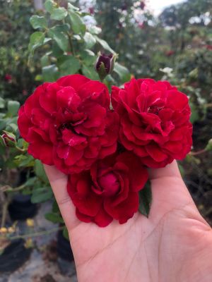 กุหลาบแดงโมนาลิซ่าพุ่มกึ่งเลื้อยดอกสีแดงสวยงามออกดอกดกตลอดปี
