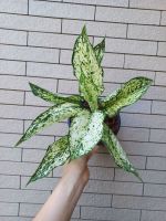 [ส่งฟรี] ต้นเพชรนำ้หนึ่ง อโกลนีมา aglaonema ไม้มงคล ฟอกอากาศ