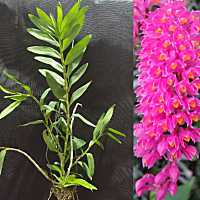 เอื้องแปรงสีฟัน​ Dendrobium​ Secundum​  กระถาง​กลม​ 3.5นิ้ว