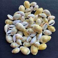 คาวรีสีเหลืองขนาดเล็ก small yellow cowrie 50g 1.5-2.5cm huang