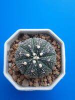 แอสโตรไฟตัม ลายเส้นสวยๆ cactus แคคตัส ไม้เมล็ด ขนาด 4 cm