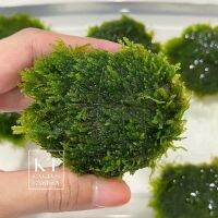 มอสน้ำเกาะหิน •Size M• หินธรรมชาติ มอสพันหิน Moss แต่งตู้ปลา/ตู้ไม้น้ำ