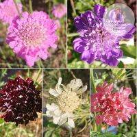 สกาบิโอซา Scabiosa คละสี 300 เมล็ด อัตราการงอกสูง พันธุ์แท้ 100%