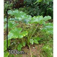 Alocasia gageana บอนหูช้าง ก้านลายงู บอนก้านลาย บอนมีราคา