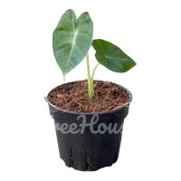 อโลคาเซียฟรายเด็กซ์ ใบกำมะหยี่กระถาง 4 นิ้ว ไซส์มินิ 2-3 ใบ(Alocasia frydek)Pot”6