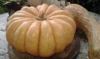 เมล็ดพันธุ์ ฟักทอง ผิวเรียบ หรือ ฟักทอง ไข่ (BYBRID PUMPKIN)ขนาดผล 5-6 Kg. บรรจุ 10 เมล็ด