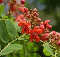 เมล็ดพันธุ์ชัยพฤกษ์แดงออสเตรเลีย (Australian Cassia Roxburghii/Red Shower Tree Seed)บรรจุ 20 เมล็ด ของแท้ คุณภาพดี ราคาถูก นำเข้าจากต่างประเทศ