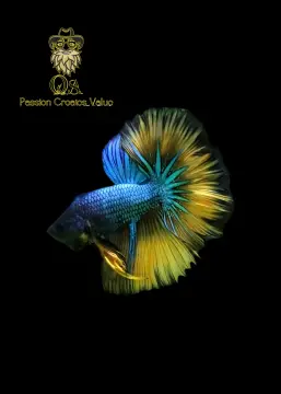 Betta Fish 3D Lite for Android - Download | Cafe Bazaar