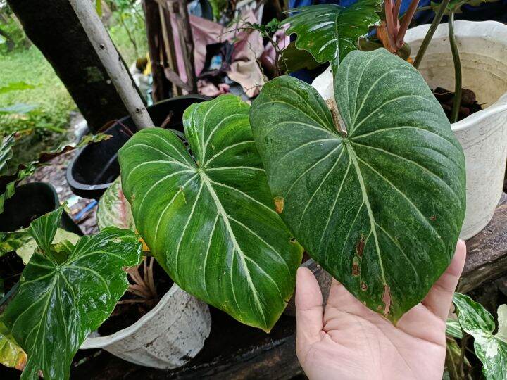 Philodendrons dark form gloriosum Lazada PH