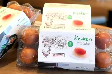 60 Pack Plastic Egg Cartons Cheap Bulk One Dozen Clear Empty Egg
