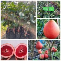 ต้นส้มโอแดงเวียดนาม เสียบยอด เปลือกผลเป็นสีแดง รูปทรงของผลกลมมนไม่เป็นจุกบริเวณส่วนหัวของผล เนื้อในผลเป็นสีแดง รสชาติหวานกรอบ รับประทานอร่อยมาก ต้นแข็งแรงพร้อมปลูก