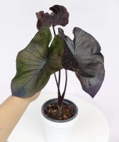 ต้นไม้สีดำ สวยๆ colocasia black coral.โคโลคาเซีย แบล็คโครอล ไซค์ตั้งแม่ได้เรยครับ ต้นใหญ่สวยสมบรูณ์ รากเดินดี มีตาหน่อติดกับต้น ปลูกได้กลางแจ้งแดดโดนแดดได้ทั้งวัน