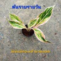 ต้นรวยรายวัน