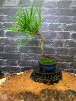 สนดำ Koromutsu black pine