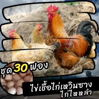 ไข่เชื้อไก่เหวินซางไหหลำ ชุด 30 ฟอง สำหรับฟัก