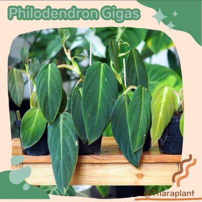 กิสแก๊ส Philodendron Gigas  ใบใหญ่ ใบกำมะหยี่ กระถาง 3 นิ้ว