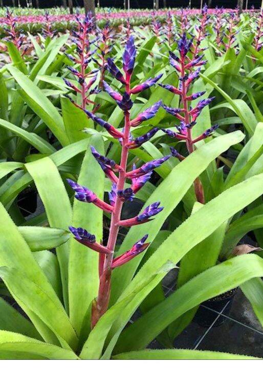 bromeliad aechmea blue tango | Lazada