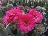 กระบองเพชร cactus ไม้กราฟ ไซส์พร้อมให้ดอก  echinopsis EH.sorceress