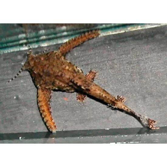 Hara Jordeni Dwarf Anchor Catfish Freshwater Lazada