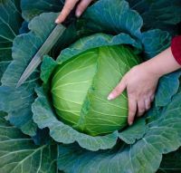 เมล็ดพันธุ์กะหล่ำปลี พรีเมียม เลท แฟลท ดัชต์ (Premium Late Flat Dutch Cabbage Seed) บรรจุ 100 เมล็ด ของแท้ คุณภาพดี ราคาถูก นำเข้าจากต่างประเทศ