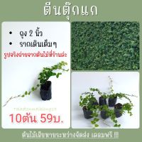 ?10ต้น59บ? ต้นตีนตุ๊กแก (Climbing fig) ถุง2นิ้ว ไม้เลื้อยเกาะผนัง ช่วยให้บ้านเย็น รากเดินเต็มถุง แพ็คอย่างดี รับประกันเสียหาย เคลมฟรี