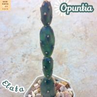 [โอพันเทีย ตุ๊กตาไม้] Opuntia Canterae Elata ส่งพร้อมกระถาง แคคตัส ข้อปล้อง ไม้ทะเลทราย ชอบแดด ทนแดด ทนแล้ง เลี้ยงง่าย โตไว พืชอวบน้ำ ไม้อวบน้ำ Cactus