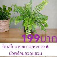 เฟิร์นสไบนาง ส่งแบบกระถางขนาด 6 นิ้วฟอร์มสวยตามภาพ อายุประมาน9เดือน จัดส่งแบบกระถาง พร้อมลวดเเขวน