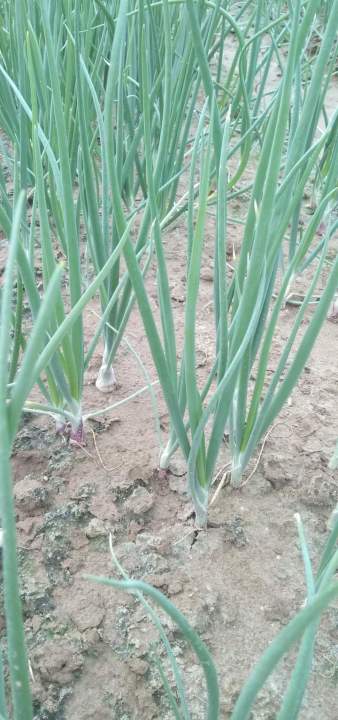 Onion Leaves Sibuyas Dahon For Planting30 Seeds Pack Lazada Ph