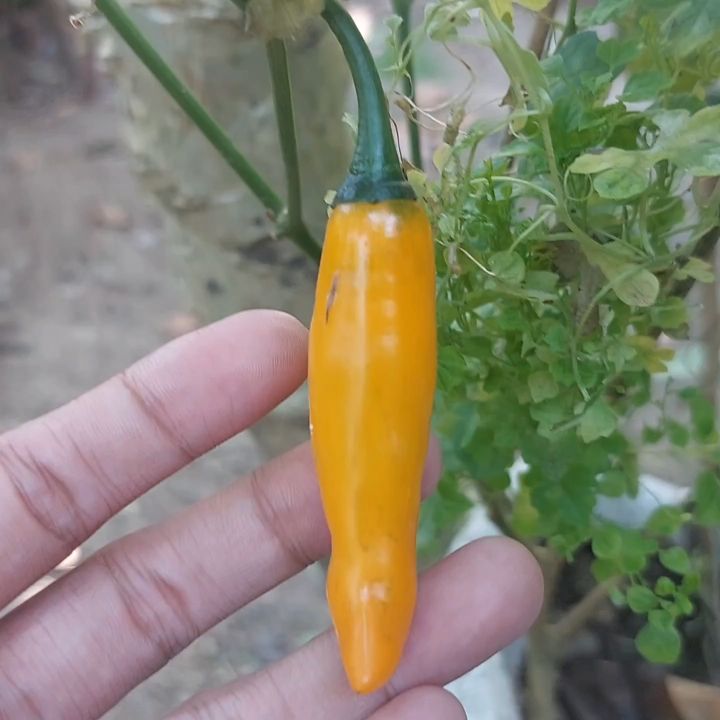 Binhi Pantanim 10 Seeds Yellow Hot Chili Vegetable Outdoor Garden Plant Lazada Ph 2770