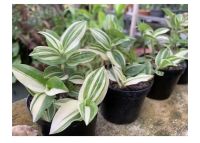 ก้ามปูหลุดด่างขาว Tradescantia fluminensis variegata