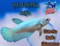 ปลากัด สีเขียว คัดเกรดสวยงาม หญิง มีประกัน