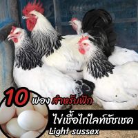 ไข่เชื้อไก่ไลท์ชัชเชค?? 10 ฟอง light sussexสำหรับฟัก