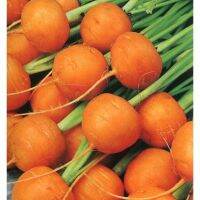 เมล็ดพันธุ์ แครอทกลม (Parisian Carrot Seed) บรรจุ 30 เมล็ด คุณภาพดี ของแท้ 100%