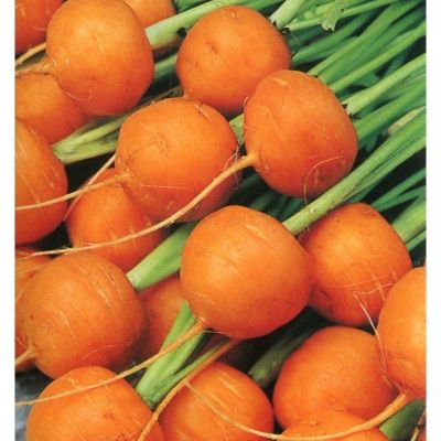 เมล็ดพันธุ์ แครอทกลม (Parisian Carrot Seed) บรรจุ 30 เมล็ด คุณภาพดี ของแท้ 100%