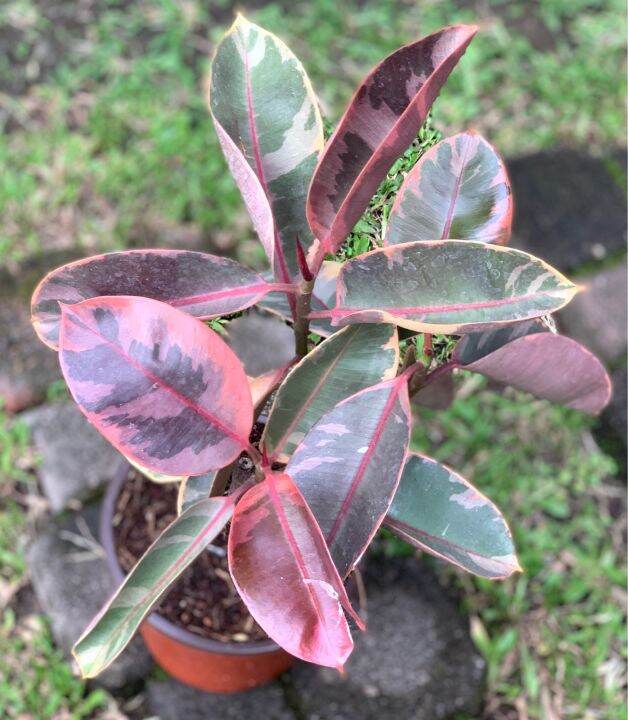 Rubber Tree Ruby Tri Color | Lazada PH