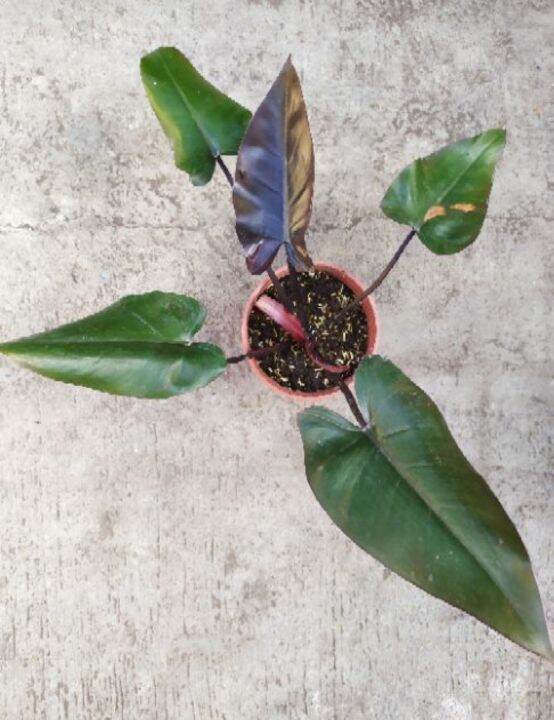 Philodendron Black Majesty | Lazada PH