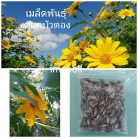 เมล็ดพันธุ์ดอกบัวตอง 50 เมล็ด