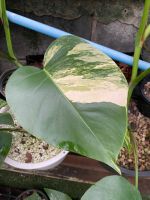 Monstera Aurea มอนสเตอร่า ออเรีย