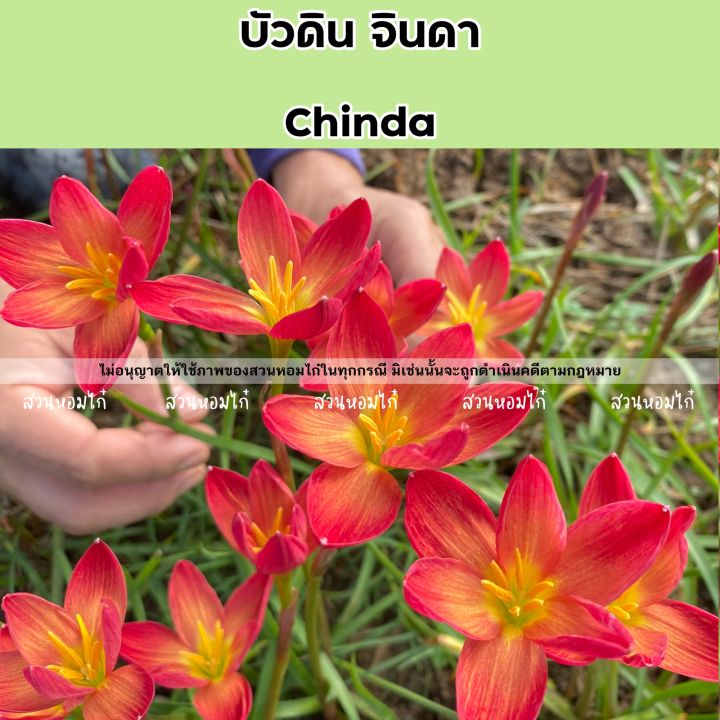 บัวดินจินดา-chinda-5หัว