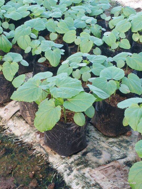 okra seedling Lazada PH