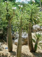 พาชีโพเดียม ลาเมอริไอ มาดากัสการ์ปาล์ม Pachypodium lamerei ไม้ลำขนาดใหญ่