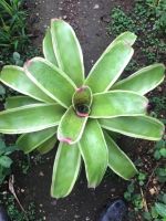 บิ๊กเบิ้ม-Neo Neo. corriea-araujoi albo หายากมาก สับประรดสี# Bromeliad #ต้นไม้สวยงาม# ไม้ประดับ# ตกแต่งสวน# ปลูกตกแต่งบ้านหรือคอนโด# ไม้มงคล# ขายราคาถูก # ขนาดเทียบไม้บรรทัด 30 เซนติเมตร