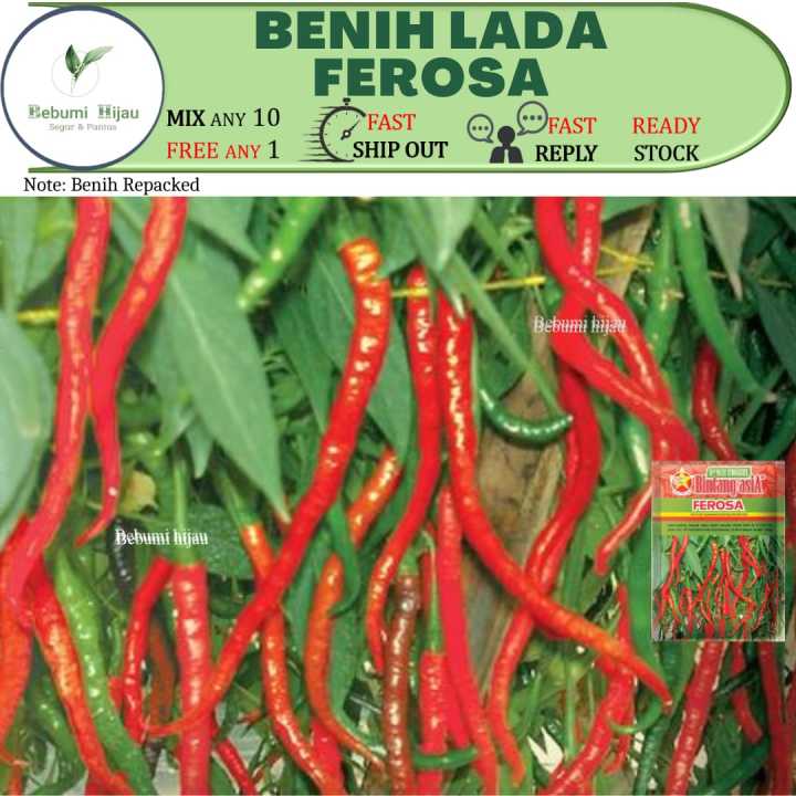 10 Biji Benih Lada Ferosa Chili Seeds Lazada