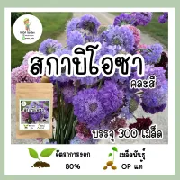 เมล็ดพันธุ์ สกาบิโอซา Scabiosa 300 เมล็ดคละสี เมล็ดพันธุ์ OPแท้