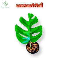 มอนสเตอร่าจินนี่ มอนจินนี่ ไม้ฟอกอากาศ( มี 1 ใบ) mini monstera คัดฟอร์มสวยก่อนส่ง รากแน่นเต็มกระถาง 3 นิ้ว